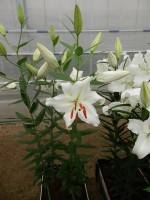 [4293 White Hero VWS No01.JPG]